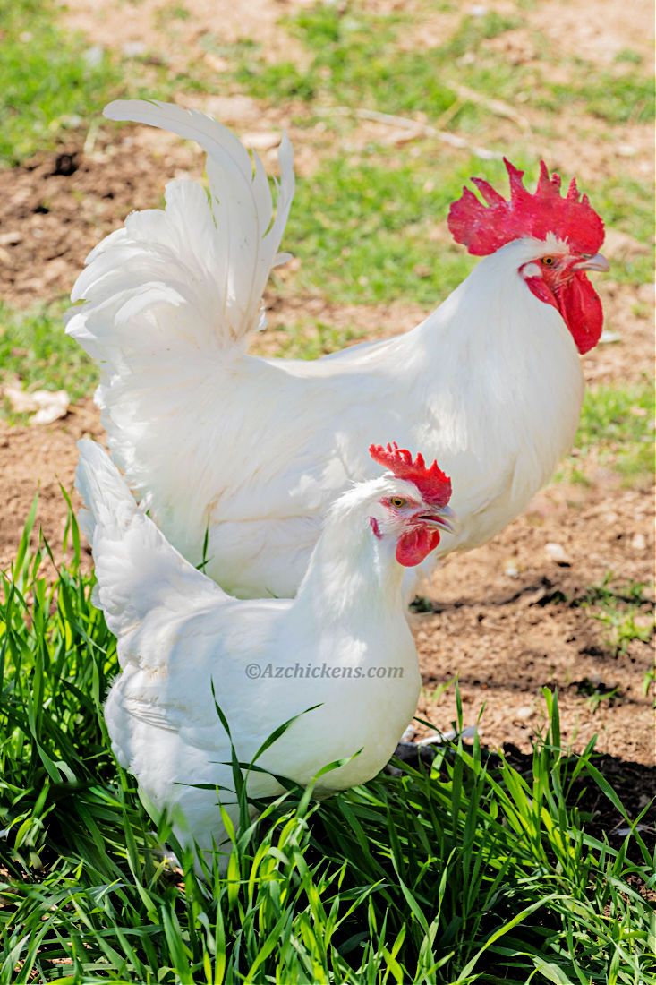 American Bresse pair from AZ Chickens in AZ.