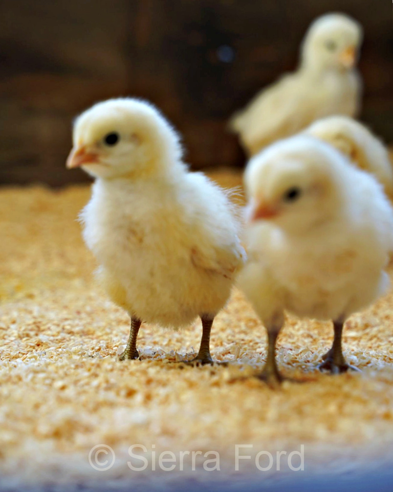 Several beautiful White American Bresse chicks at 3F Farms in Elberta Utah.