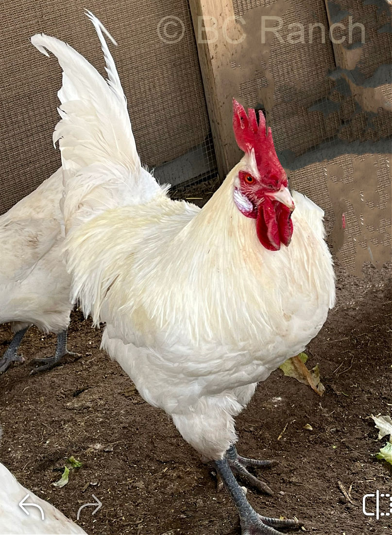 White American Bresse cock at BC Ranch in Arizona, USA.