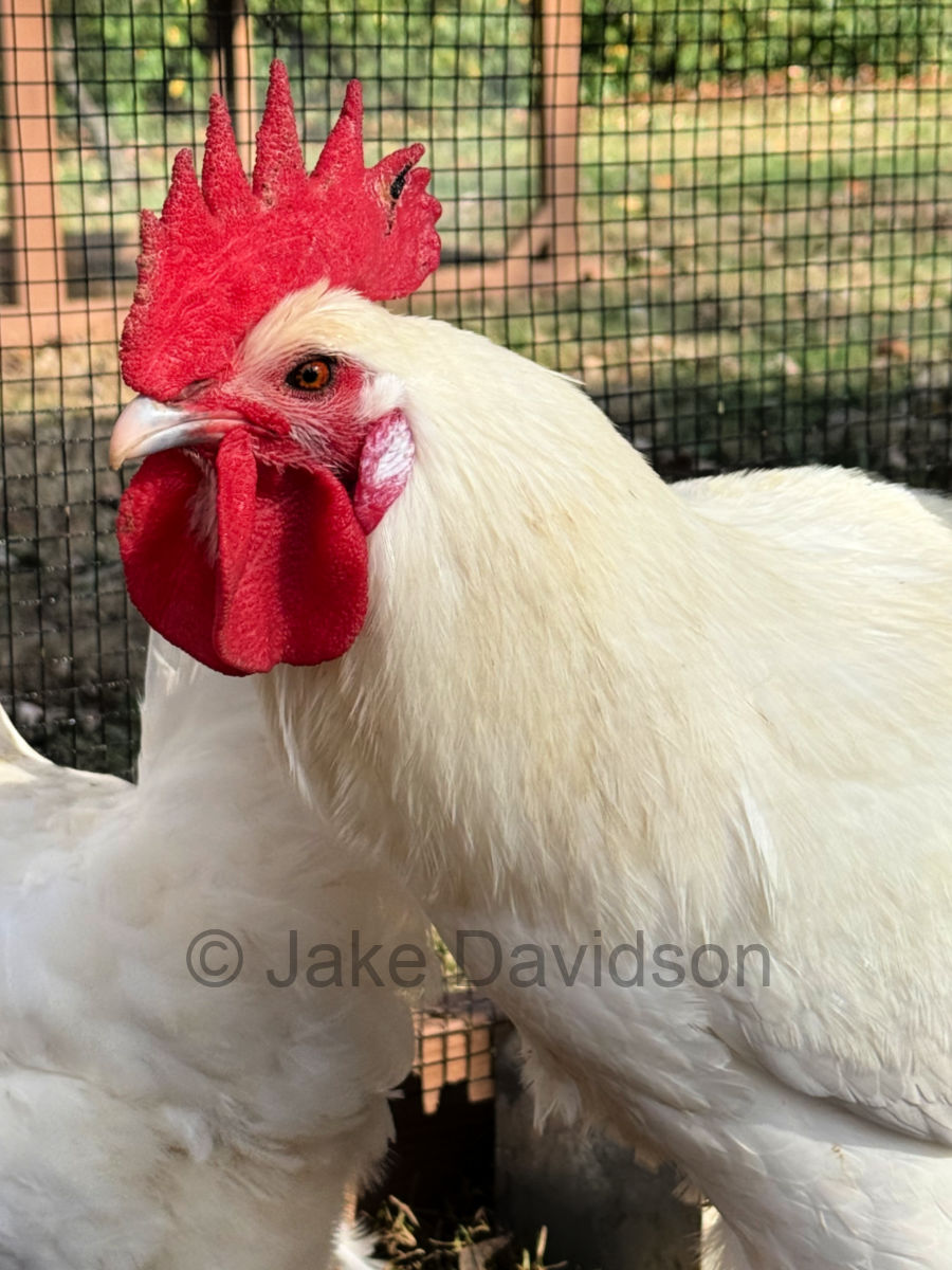 White American Bresse cock by Jake Davidson in Kentucky.