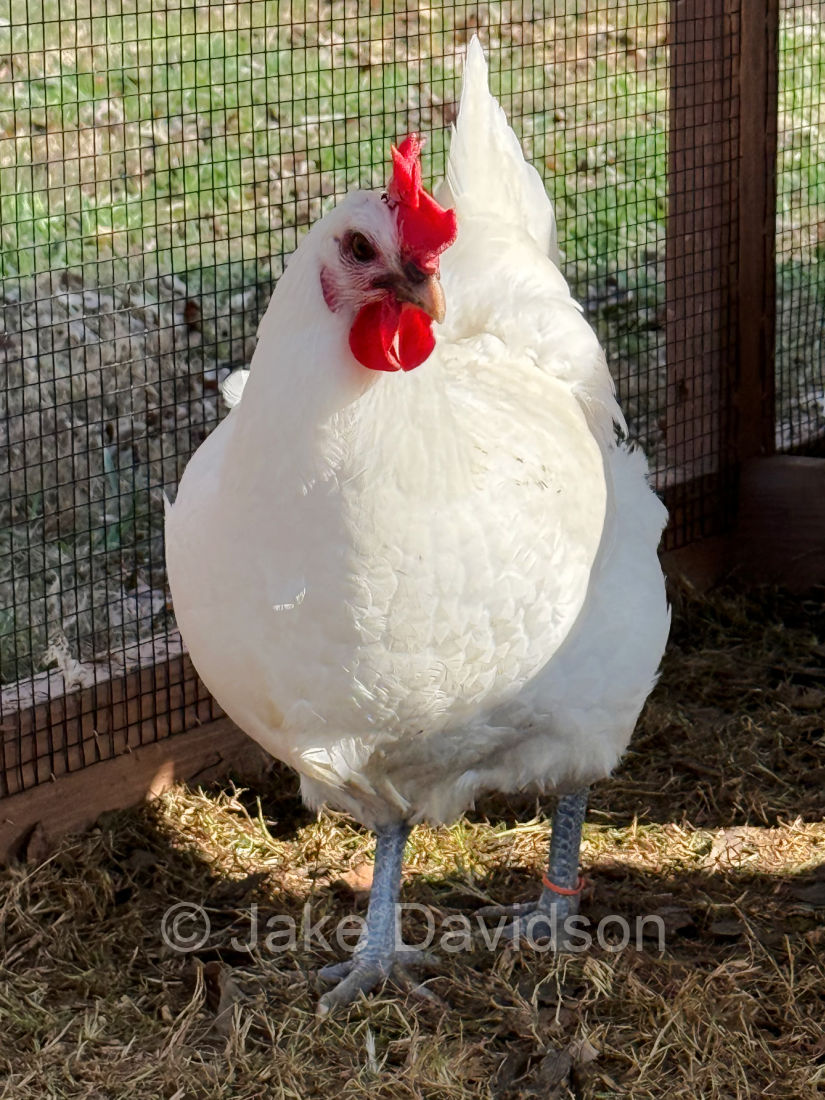 White American Bresse hen by Jake Davidson in Kentucky.