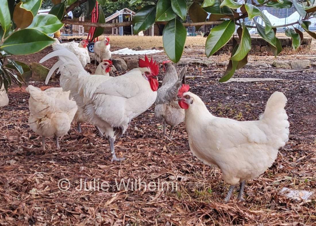 wilhelmi-flock2025a.jpg